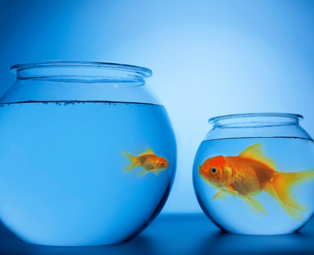 Two goldfish in two goldfish bowls