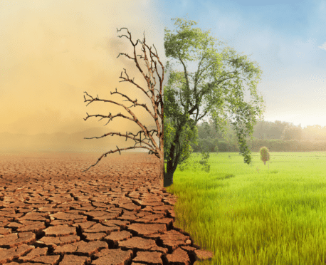 Split scene photo, half with dead tree in desert, half with healthy tree in green meadow