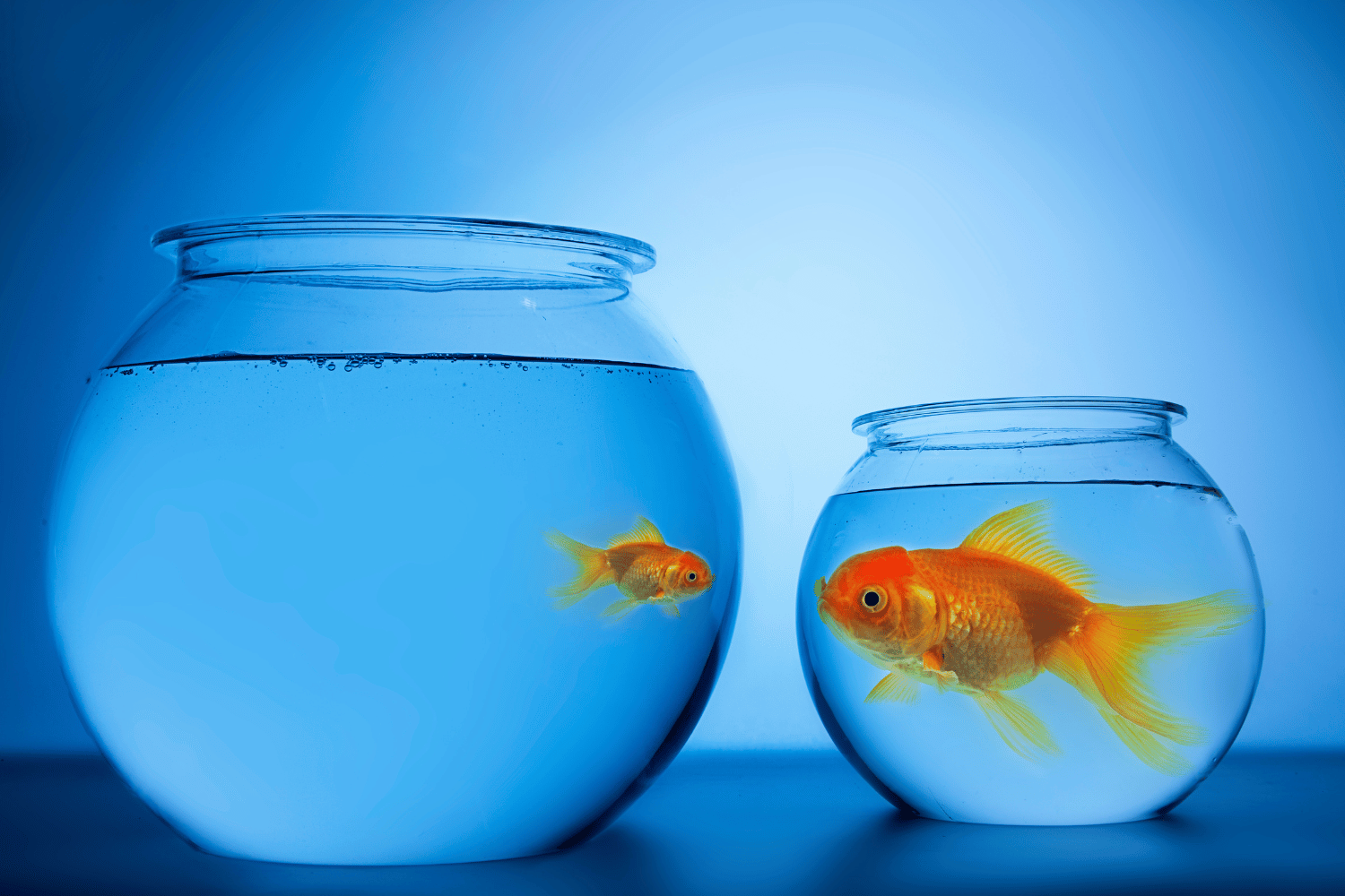 Two goldfish in two goldfish bowls