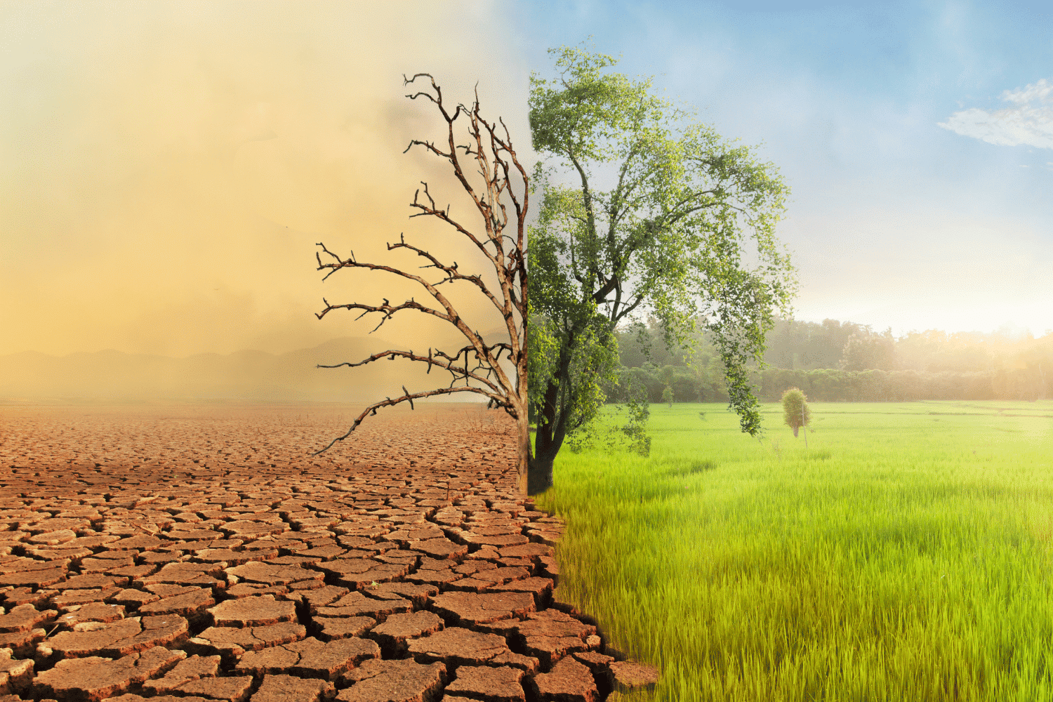 Split scene photo, half with dead tree in desert, half with healthy tree in green meadow