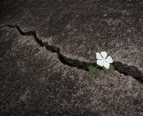 White flower growing through cracked stone symbolizing hidden finance leaders already around you