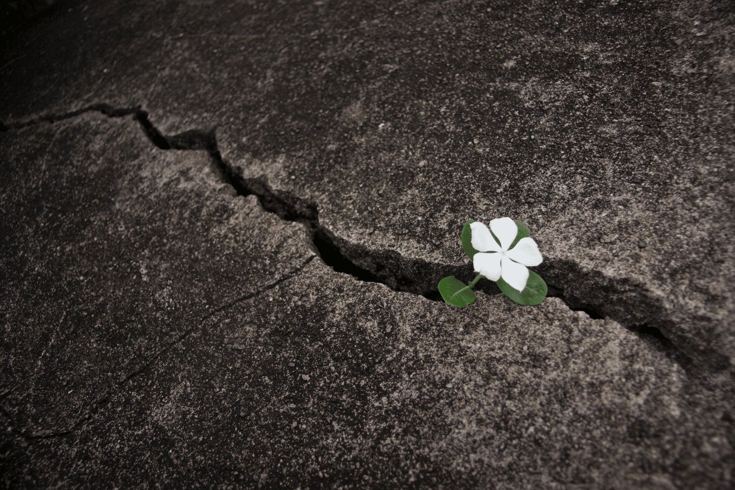 White flower growing through cracked stone symbolizing hidden finance leaders already around you
